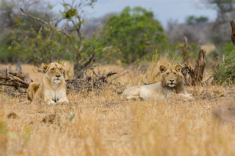 4 destinos para um safári cheio de emoções na África por Teresa Perez